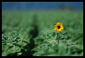 Sunce zelenih &hellip;