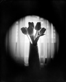 platneni tulip&hellip;