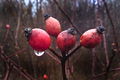 4 sipka i kapl&hellip;