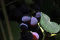 Plavetnilo bud&hellip;