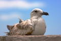 Galeb se odmar&hellip;