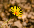 The Yellow Flo&hellip;
