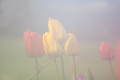 Tulipani u mag&hellip;