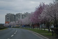 Rascvali drvor&hellip;