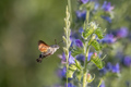 Leptir kolibri