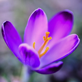 Crosus vernus &hellip;