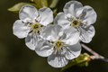 Prunus cerasus&hellip;