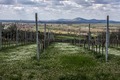 Baranja nije s&hellip;