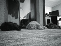 Medo, Viski &a&hellip;