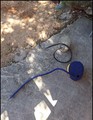 kućne hobotnic&hellip;