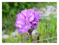 Orchis trident&hellip;