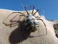 Agriope lobata&hellip;