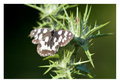 Melanargia gal&hellip;