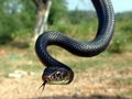viridiflavus -&hellip;