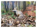 Lija kaka u šu&hellip;