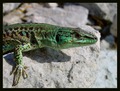 pozdravi s oto&hellip;