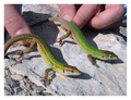 priprema, pozo&hellip;