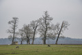 Lonjsko polje