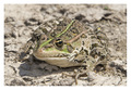 Pelophylax rid&hellip;