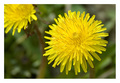 vulgaris