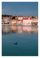 Crna liska - u&hellip;