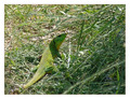Lacerta trilin&hellip;