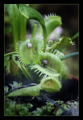 venerina muhol&hellip;