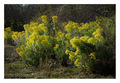 Euphorbia wulf&hellip;