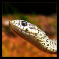 Hierophis gemo&hellip;