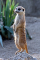 polovina Timon&hellip;