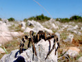 tarantula - po&hellip;