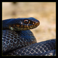 Hierophis viri&hellip;