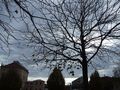 Krošnja I