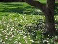 U sjeni magnol&hellip;