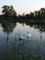 Udvaranje