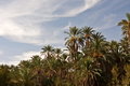 Palm "wo&&hellip;