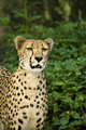 The Acinonyx j&hellip;