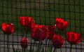 puničini tulip&hellip;