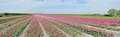 Wijdenes, Noor&hellip;