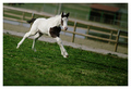 Hoofs that wil&hellip;