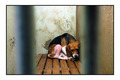 Beagle na Vetr&hellip;