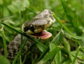 Mlada natrix n&hellip;