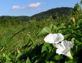 plavo,zeleno,b&hellip;