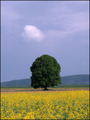 radost i oblac&hellip;