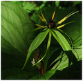 natural crucif&hellip;