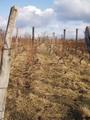 baranjski vino&hellip;