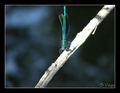 ET Macro