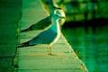 Poleti galebe,&hellip;