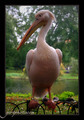 elegantni peli&hellip;