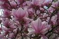 magnolie